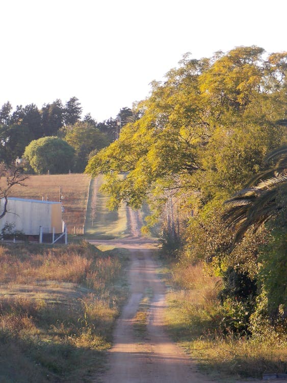 Local SEO in Detroit, MI: What It Takes to Show Up First in 2026