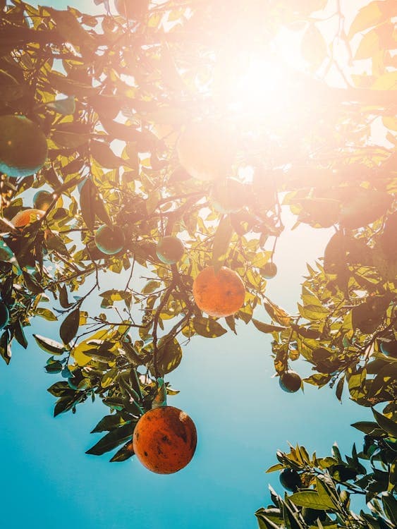 Local SEO in Minneapolis, MN: What It Takes to Show Up First in 2026