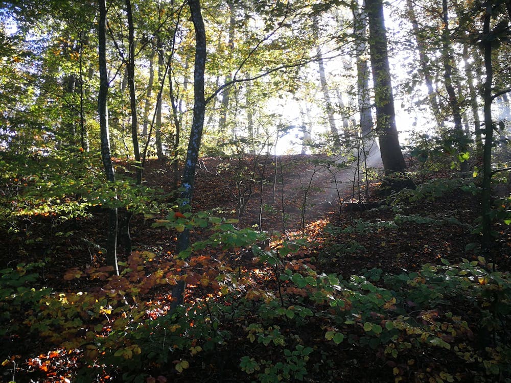 Local SEO in Louisville, KY: What It Takes to Show Up First in 2026