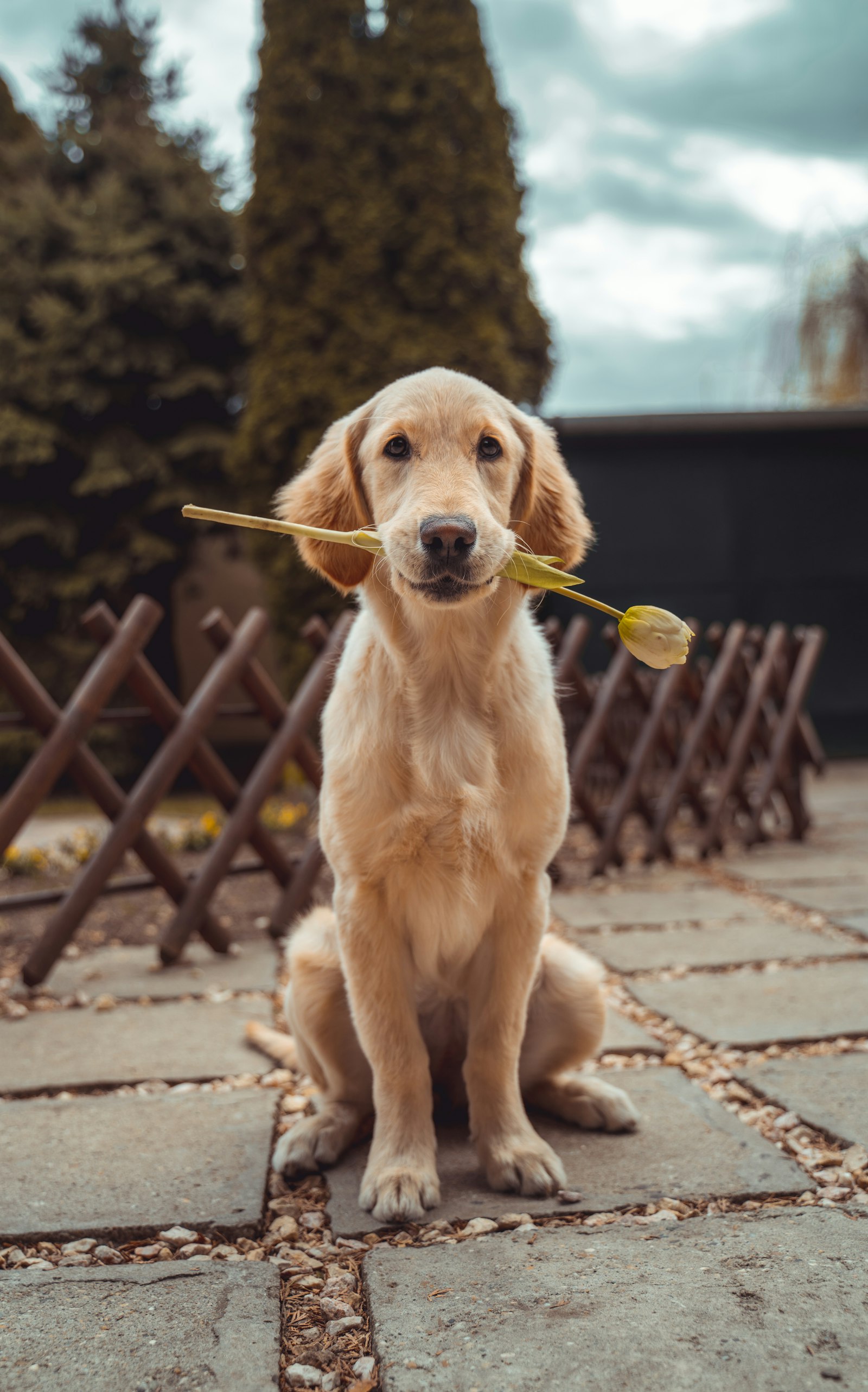Sniff garden in the south corner