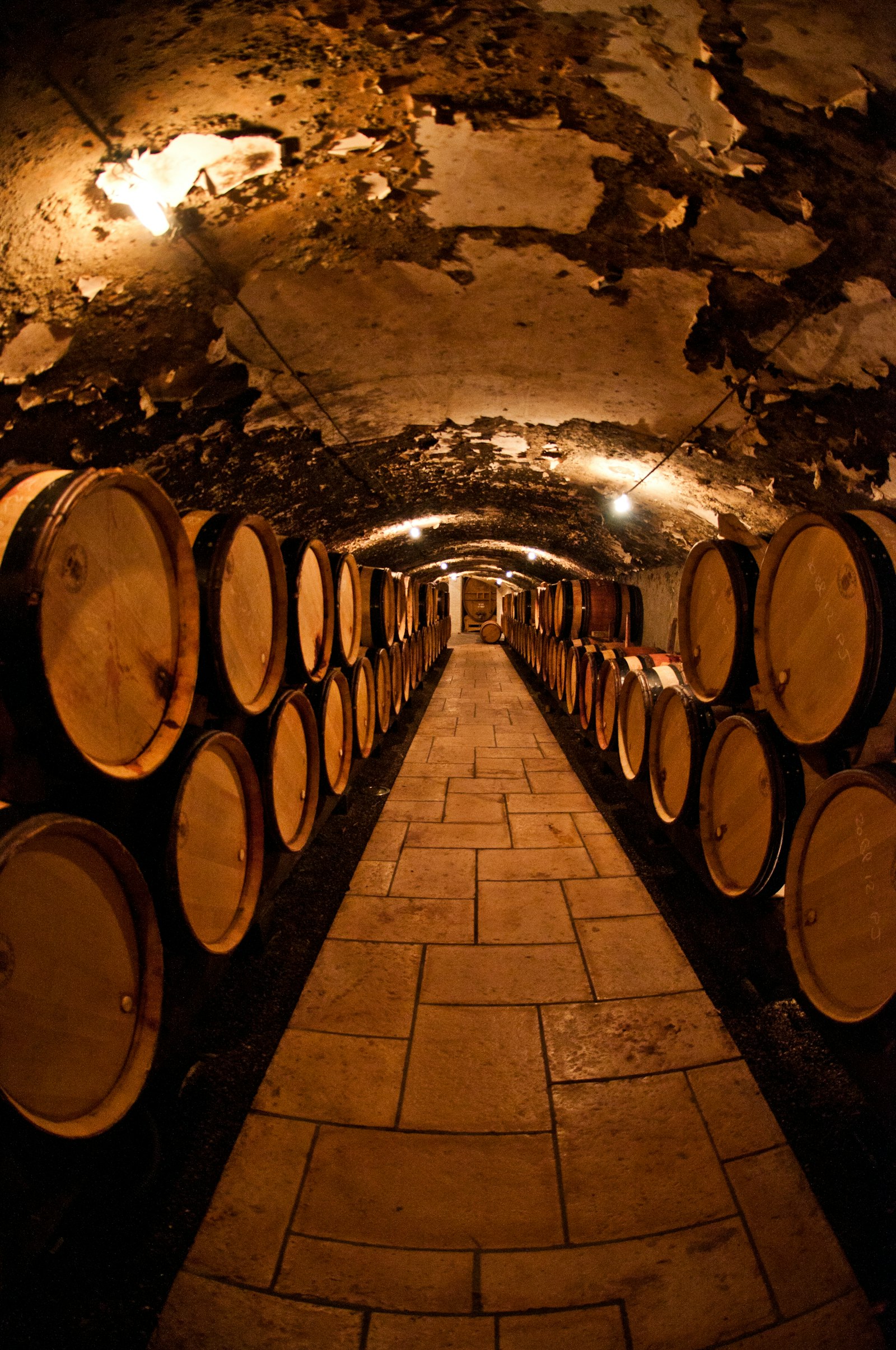 Cellar tasting