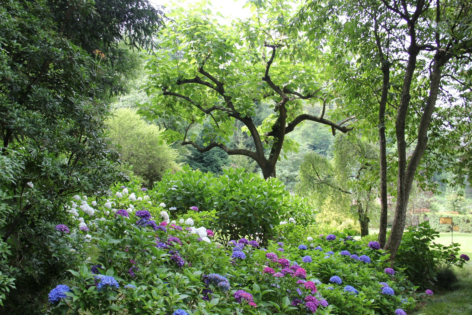 Kingfield Rain Garden and Front Path