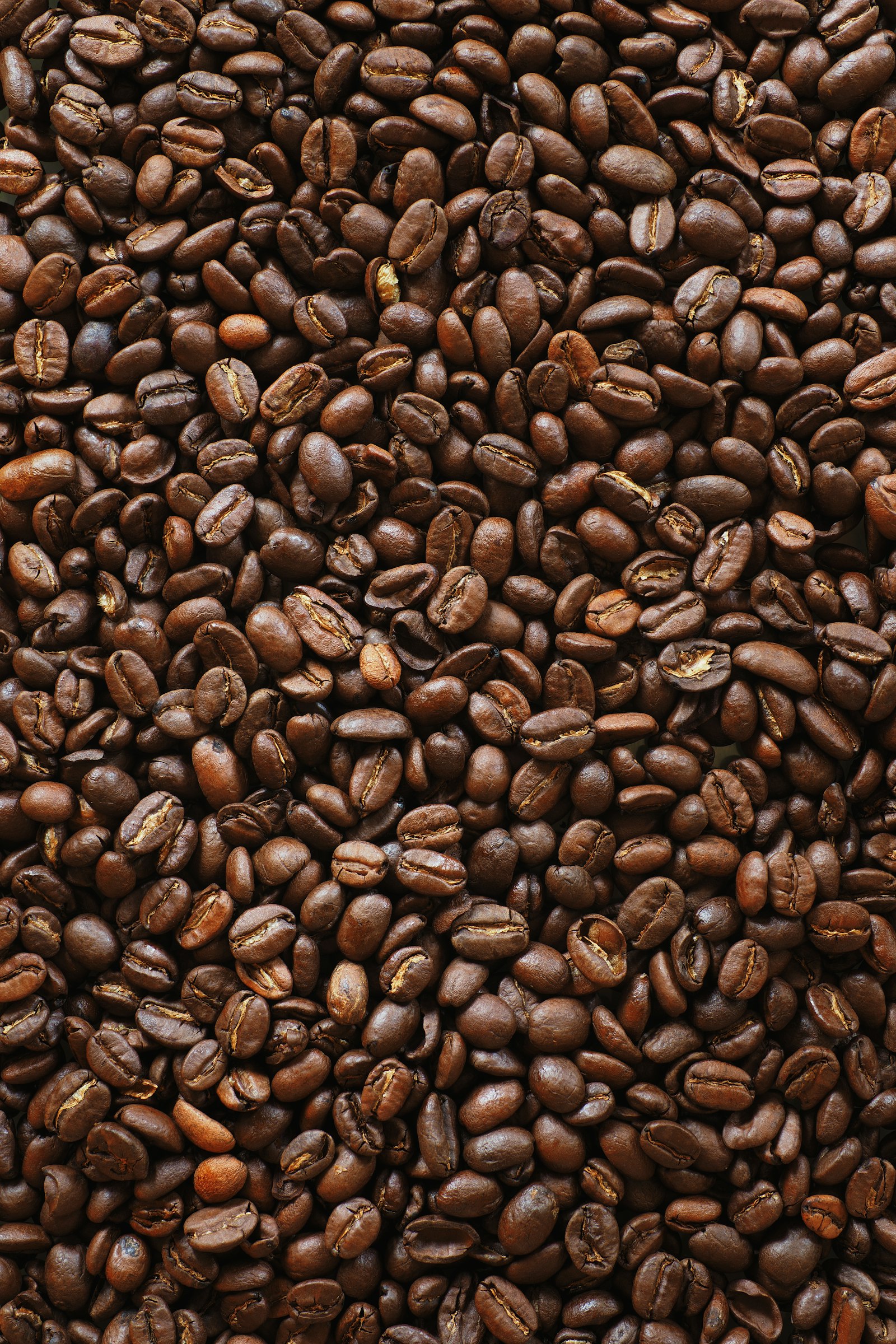 Brazil Cerrado
