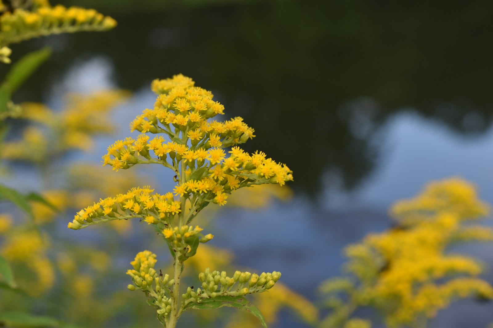 Northeast Minneapolis Edible Landscape