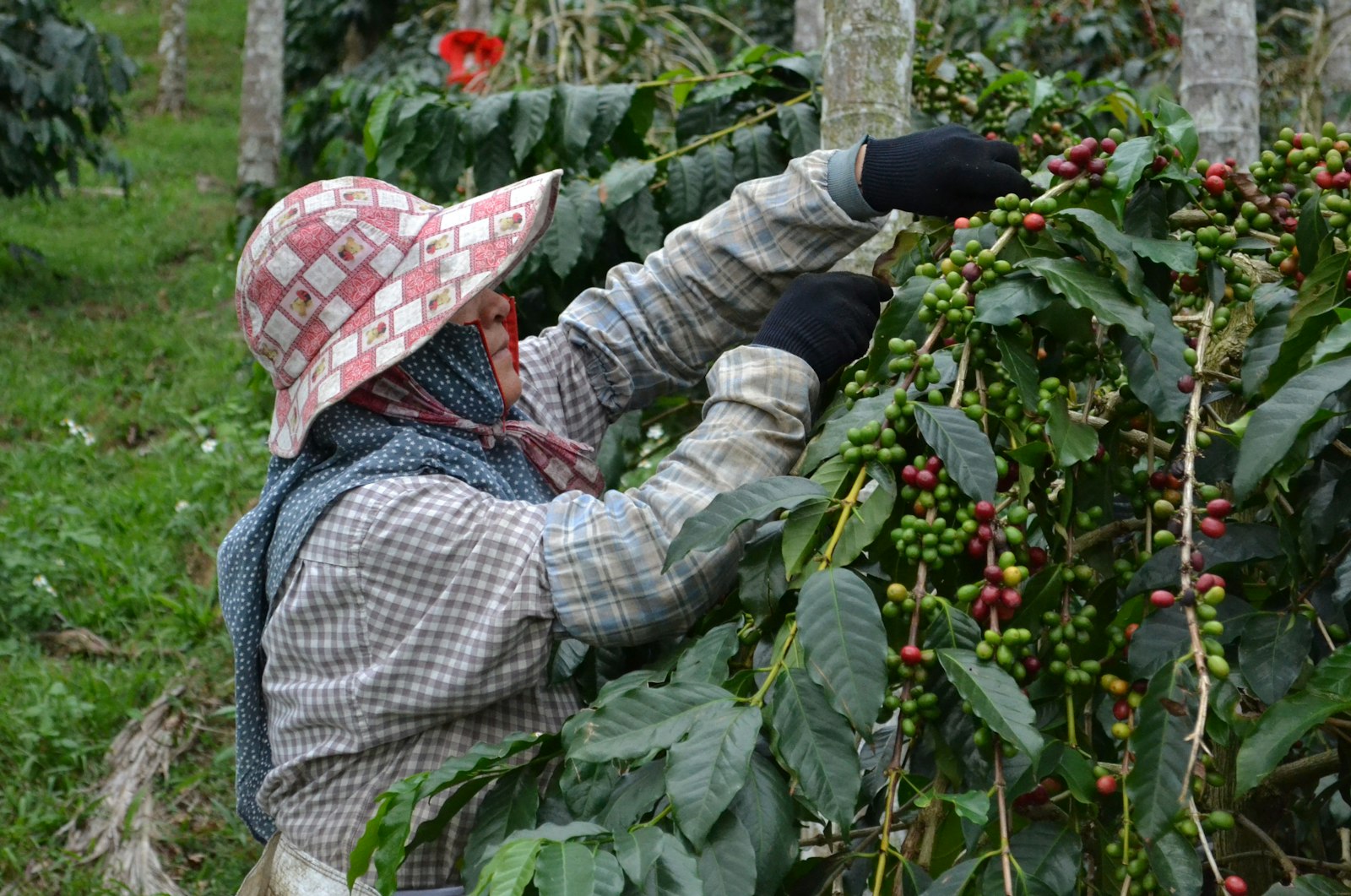 Farm visit, Kochere cooperative, Gedeo Zone